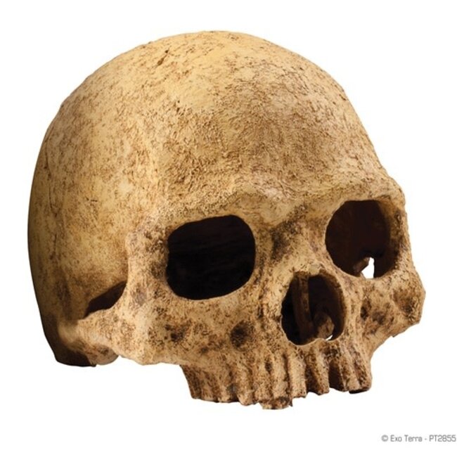 Primate Skull Terrarium Decor 6"