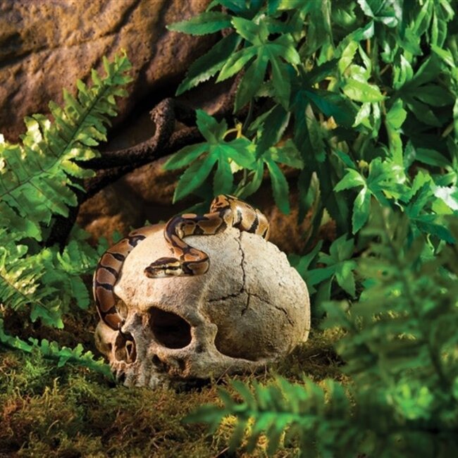 Primate Skull Terrarium Decor 6"