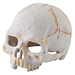 Exo Terra Primate Skull Terrarium Decor 4"