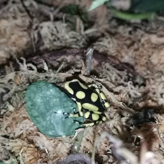 Dart Frog Dendrobates auratus 'Colombian Yellow'