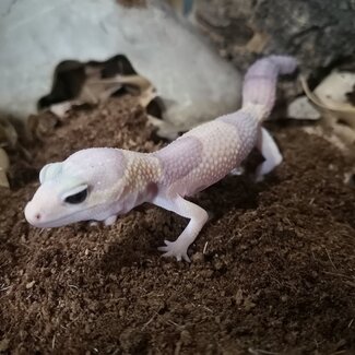 Fat Tail Gecko Amel Fat Tail Gecko 'f1'