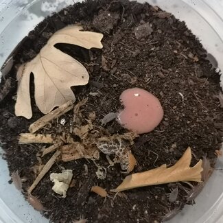 Powder Orange + Blue Isopods (Porcellionides pruinosus) 20 Pack