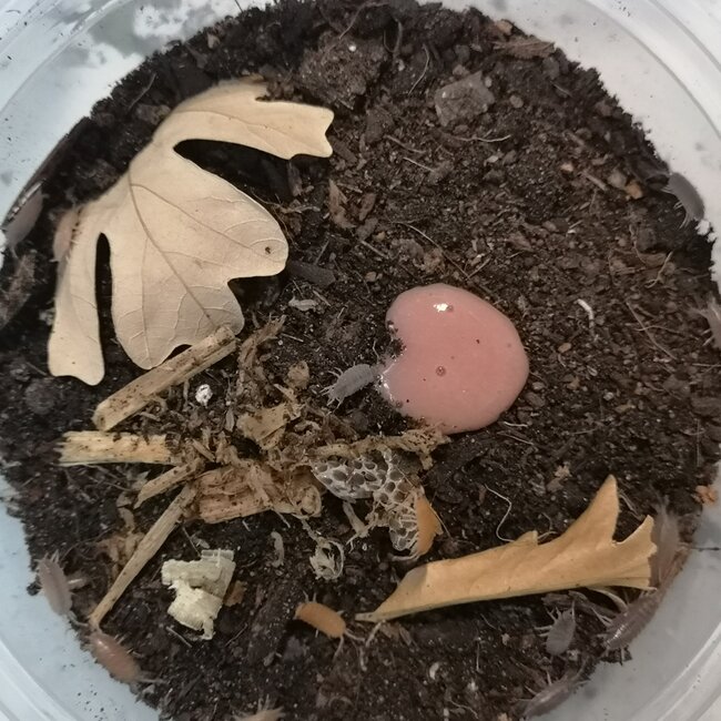 Powder Orange + Blue Isopods (Porcellionides pruinosus) 20 Pack