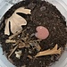 Powder Orange + Blue Isopods (Porcellionides pruinosus) 20 Pack