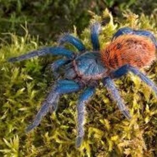Tarantula C. cyaneopubescens Female 'Green Bottle Blue' Tarantula 1.5-2" (GBB)