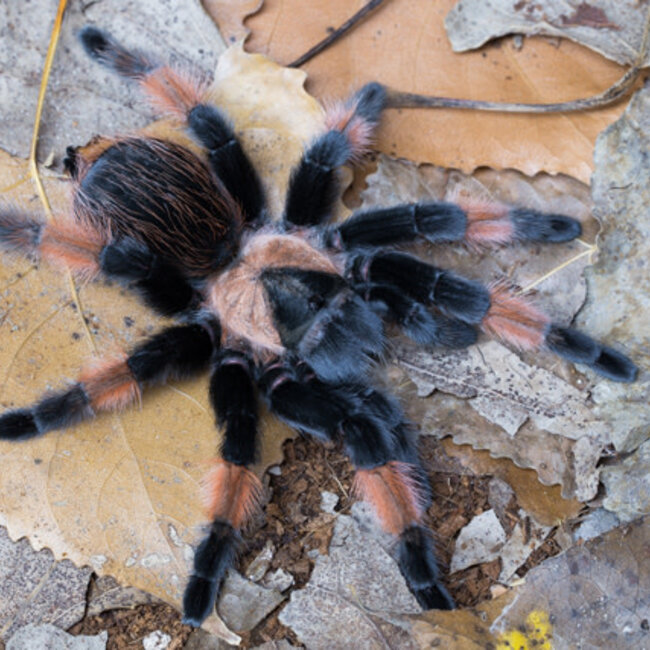 Tarantula Brachypelma emilia Male 'Mexican Red Leg' 2.5"