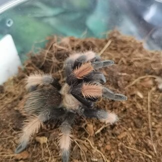 Tarantula Brachypelma emilia Male 'Mexican Red Leg' 2.5"