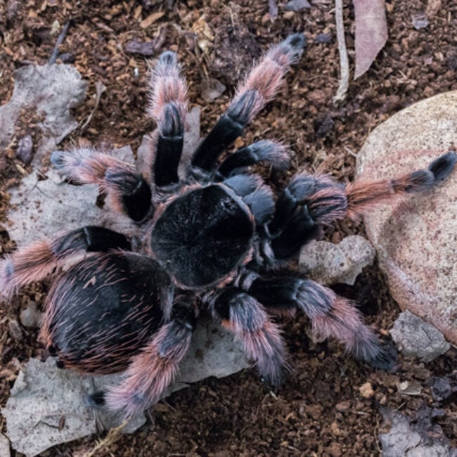 Brachypelma Klaasi (SIZES) 'Mexican Pink Tarantula'