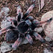 Brachypelma Klaasi (SIZES) 'Mexican Pink Tarantula'