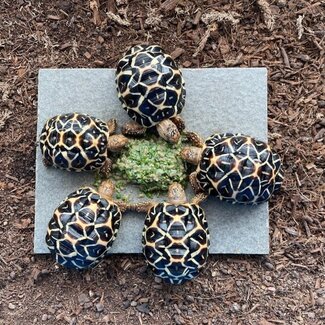 PREORDER Indian Star Tortoise