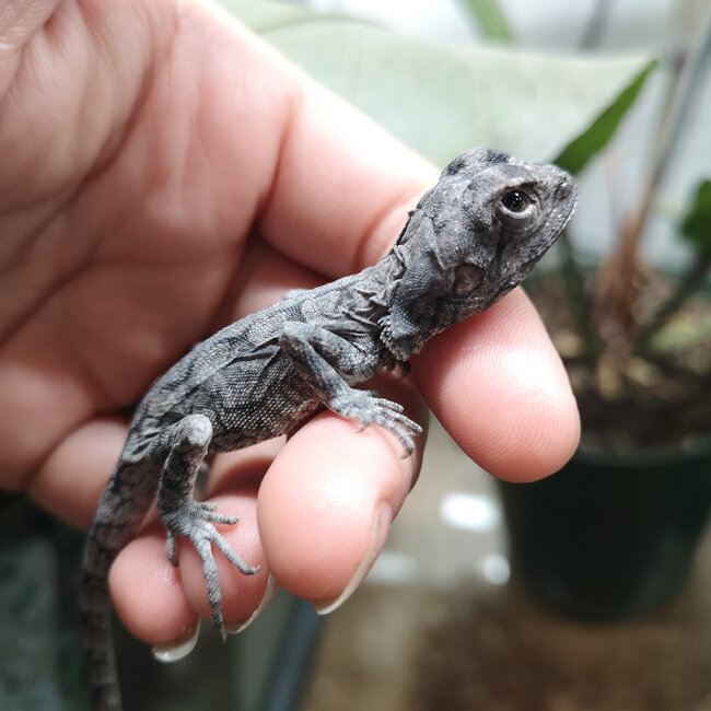 New Guinea Frilled Dragon Male 2023