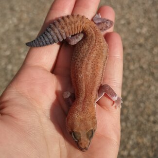 Patternless Zulu Fat Tail Gecko 1.0