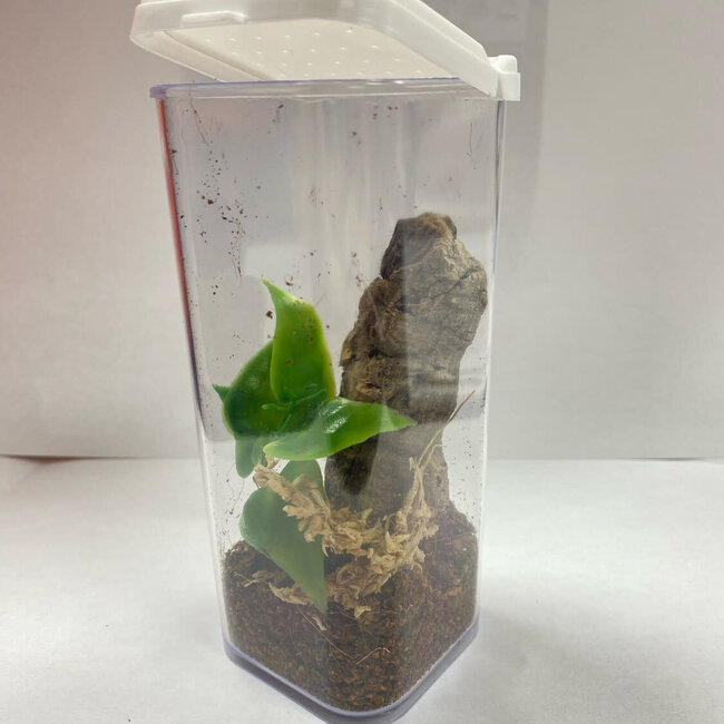 Mini Beasts Arboreal Sling Enclosure Starter Kit 2x2x4"