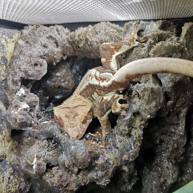 Crested Gecko Lilly White Crested Gecko 1.0 'lw'