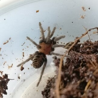 Tarantula Davus pentaloris 'Guatemalan Tiger Rump' Tarantula 0.5"