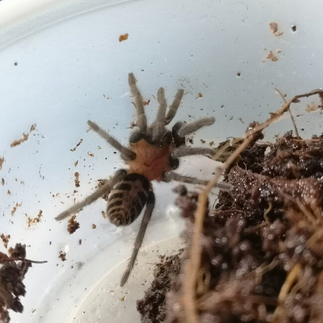 Tarantula Davus pentaloris 'Guatemalan Tiger Rump' Tarantula 0.5"