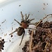 Tarantula Davus pentaloris 'Guatemalan Tiger Rump' Tarantula 0.5"