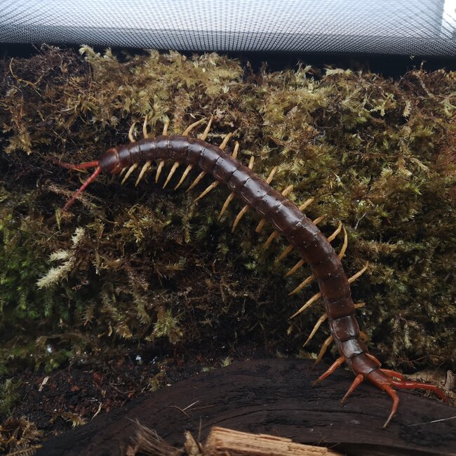 Centipede Scolopendra subspinipes “Vietnamese Giant Centipede" 6-7"