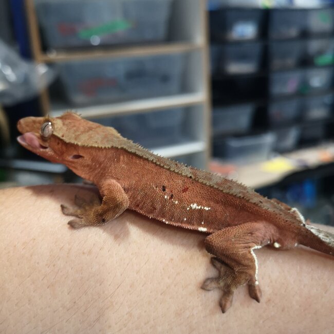 Red Dalmatian Crested Gecko 1.0