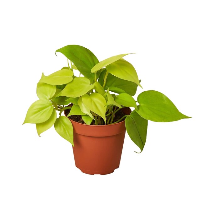 Live Plant Philodendron Neon 4"