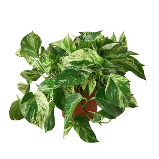 Pothos Marble Queen 4"