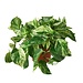 Pothos Marble Queen 4"