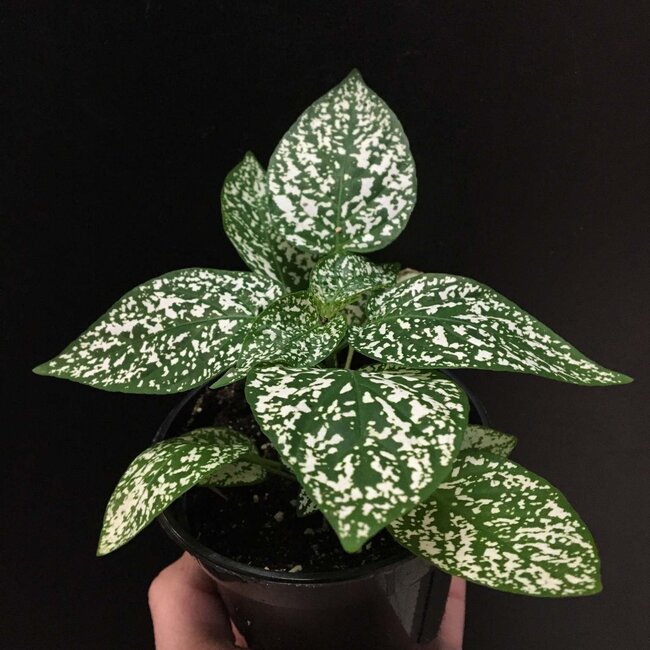 Polka Dot Plant