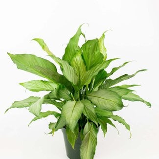 Live Plant Peace Lily 'Platinum Mist' (Spathiphyllum) 4"