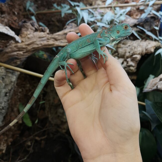 Lizard Green Iguana - Blue Phase