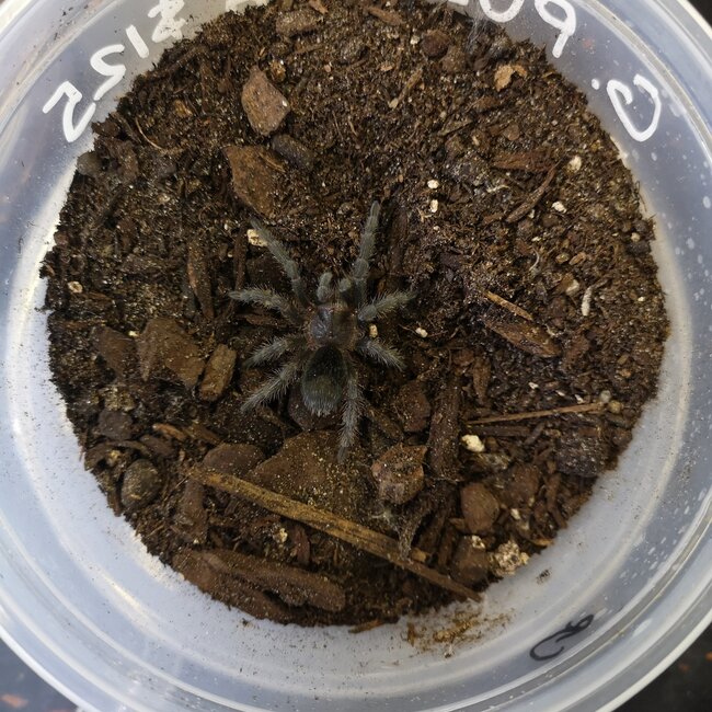 Grammostola pulchra 'Brazilian Black' 2" Male