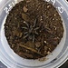 Grammostola pulchra 'Brazilian Black' 2" Male