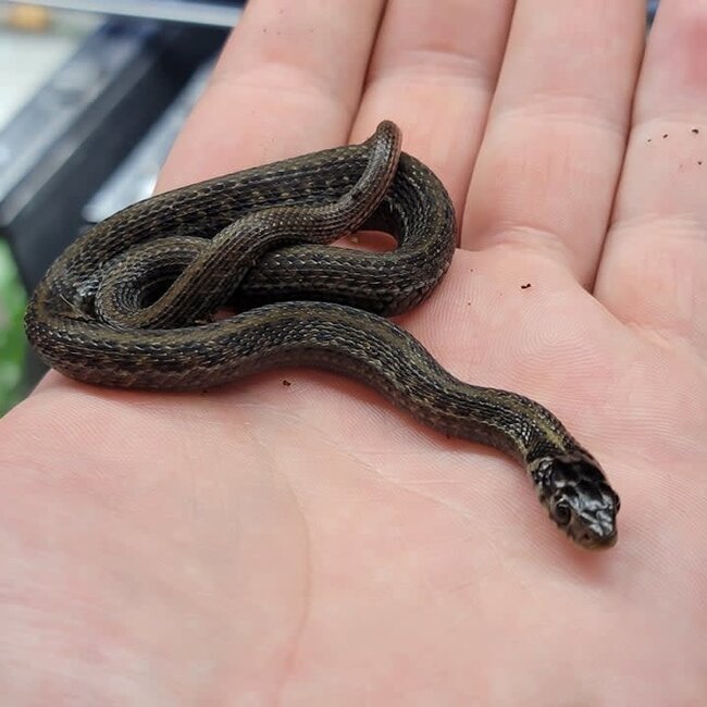 Lake Chapala Garter Snake