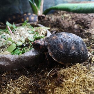 Cherry Head Tortoise