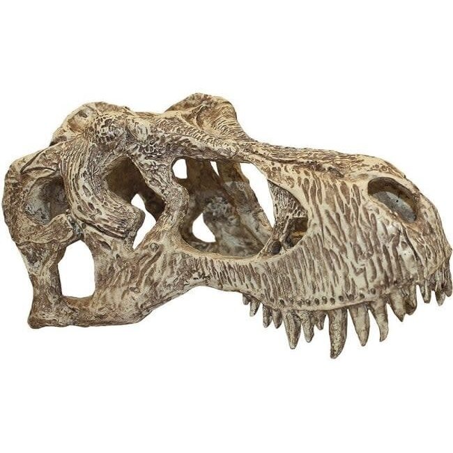 Komodo Trex Skull X-Large 26cm 11xm x 13cm