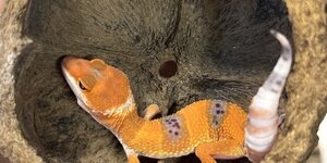 New Animals and Products Mid October 