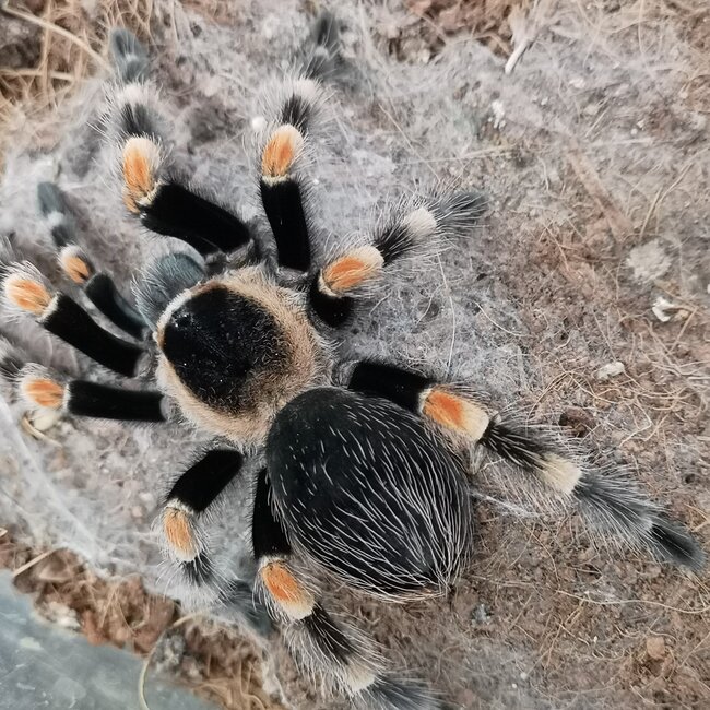 Tarantula Brachypelma hamorii Male 'Mexican Red Knee' 2.5"