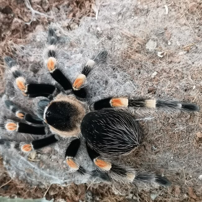 Tarantula Brachypelma hamorii Male 'Mexican Red Knee' 2.5"