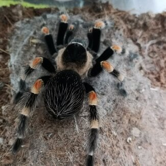Tarantula Brachypelma hamorii Male 'Mexican Red Knee' 2.5"