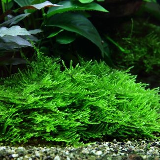 Taxiphyllum 'Spiky' Moss 1-2-Grow