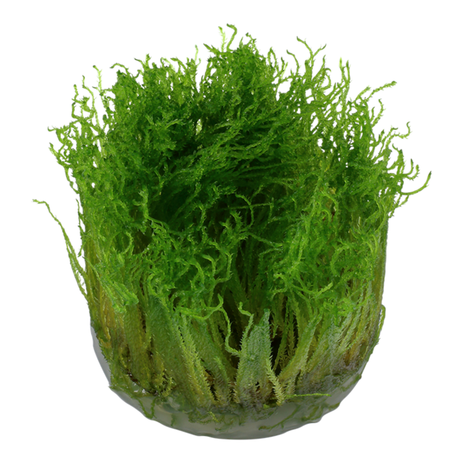 Tropica Taxiphyllum 'Spiky' Moss 1-2-Grow