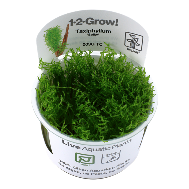 Taxiphyllum 'Spiky' Moss 1-2-Grow