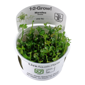 Marsilea hirsuta 1-2-Grow!
