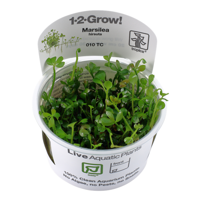 Marsilea hirsuta 1-2-Grow!