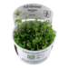 Marsilea hirsuta 1-2-Grow!