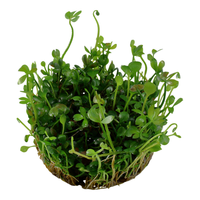 Marsilea hirsuta 1-2-Grow!