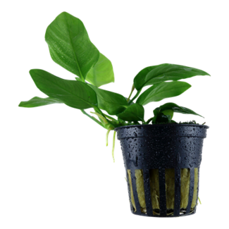 Anubias barteri var. nana