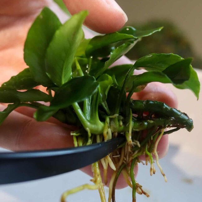 Anubias barteri var. nana
