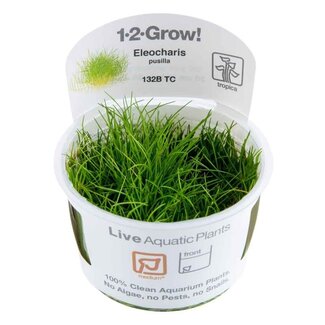 Eleocharis pusilla 1-2-Grow