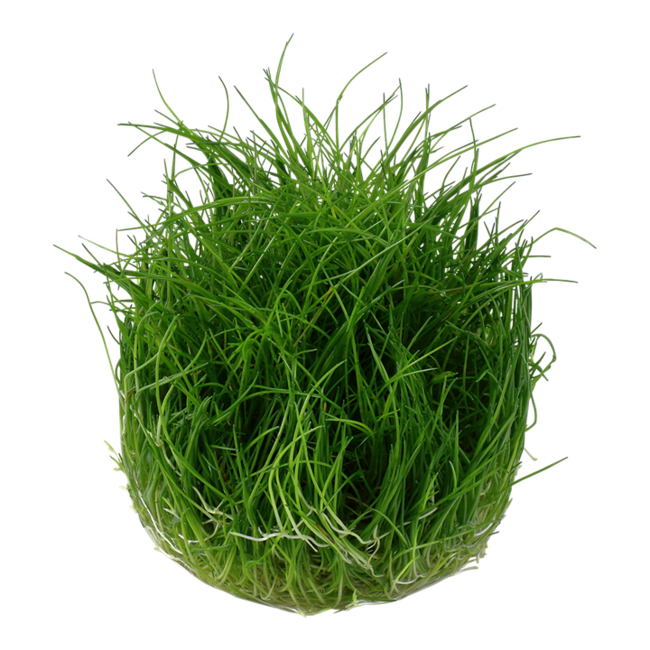 Tropica Eleocharis pusilla 1-2-Grow