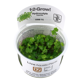 Tropica Hydrocotyle tripartita 1-2-Grow